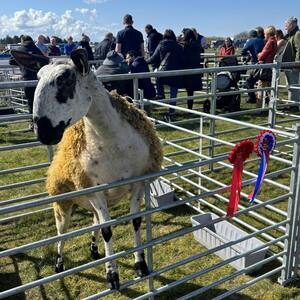 Dundonald Show sheep Image